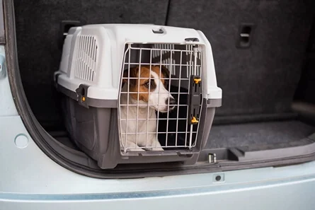 A cat resting in an airline-approved travel carrier being checked before departure