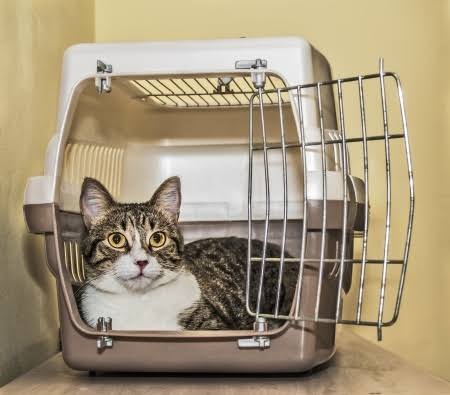 A cat resting inside a soft-sided travel carrier