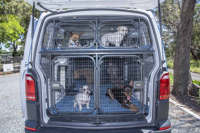 A calm dog sitting beside its airline-approved travel crate