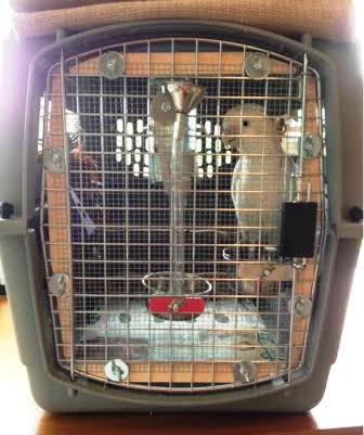 A small animal travel carrier prepared for transport