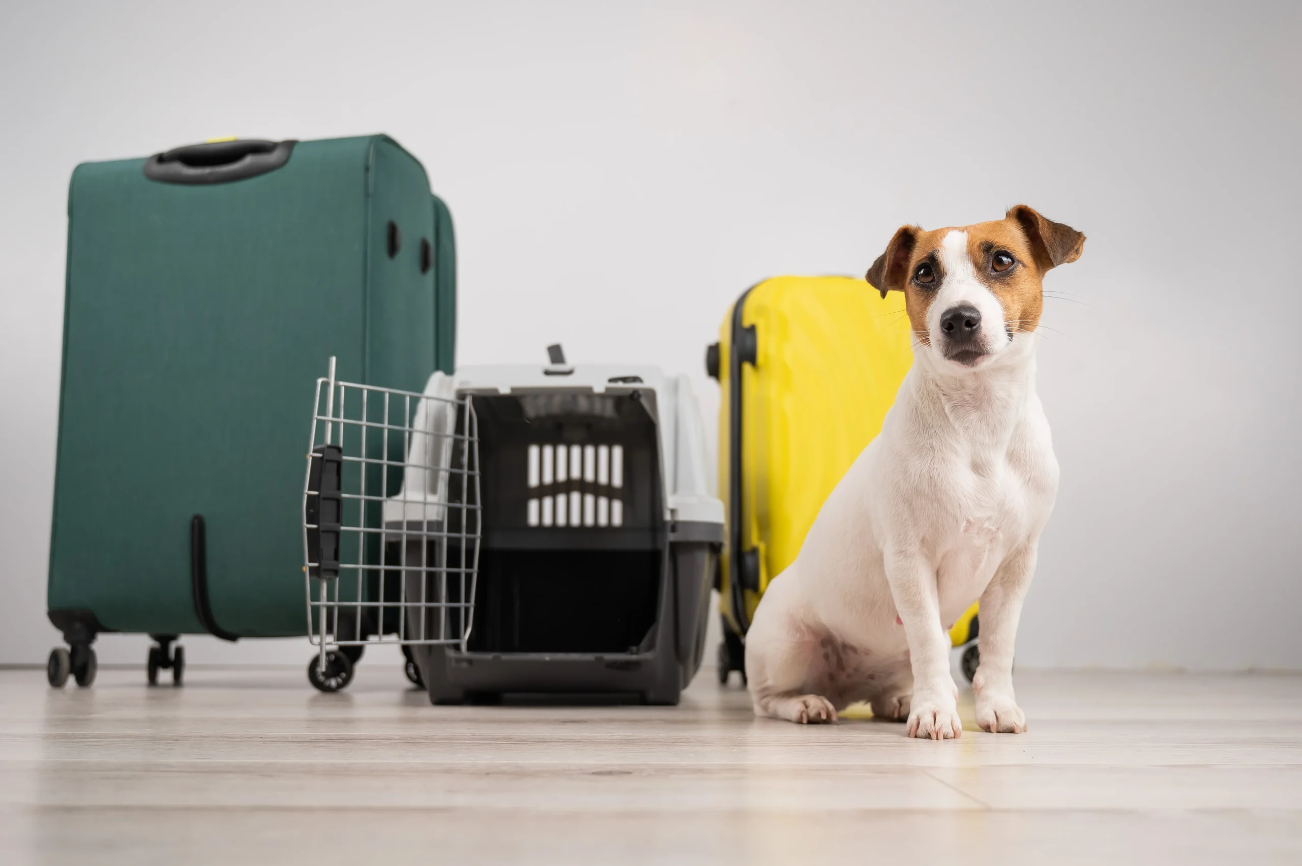 A handler preparing a pet travel crate at an airport cargo terminal
